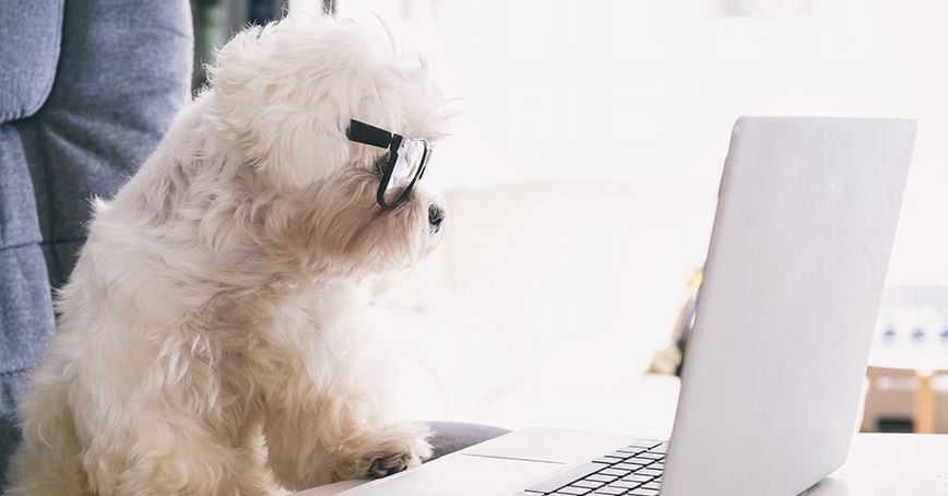 Fun image of a tech savvy, white fluffy dog wearing glasses working on a computer